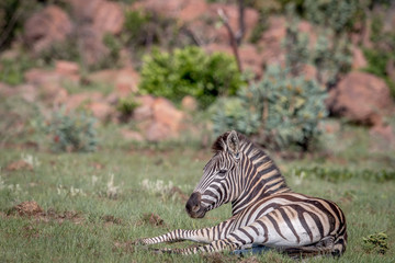 Fototapeta na wymiar Zebra laying down in the grass.
