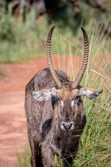 Close up of a male Waterbuck starring.