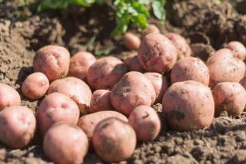 fresh organic pink potatoes in the field