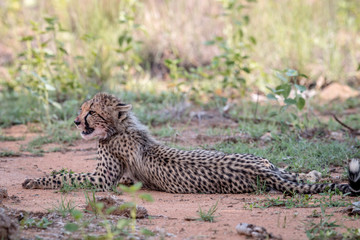 Young Cheetah cub laying in the sand.