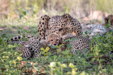 Mother Cheetah and cubs feeding on an Impala.