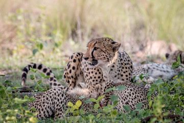 Mother Cheetah and cubs feeding on an Impala.