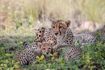 Mother Cheetah and cubs feeding on an Impala.