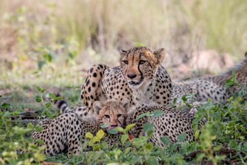 Mother Cheetah and cubs feeding on an Impala.