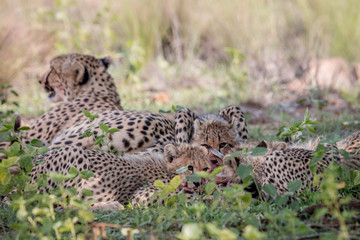 Fototapeta na wymiar Mother Cheetah and cubs feeding on an Impala.