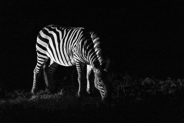 Fototapeta na wymiar Zebra in the night