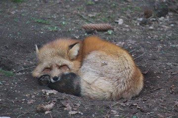 wild , tiere , wald 