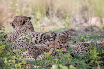 Mother Cheetah and cubs feeding on an Impala.