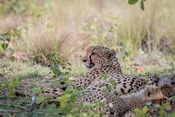 Mother Cheetah laying in the grass.