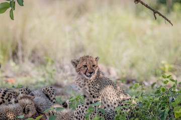 Mother Cheetah and cubs feeding on an Impala.
