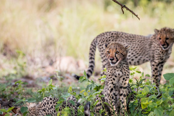 Young Cheetah cub sitting in the grass.