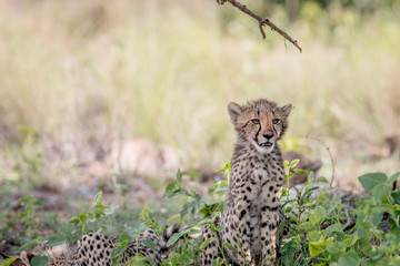 Young Cheetah cub sitting in the grass.