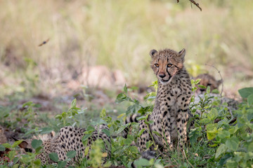 Young Cheetah cub sitting in the grass.