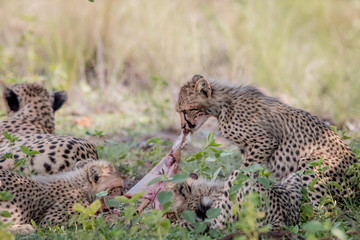 Mother Cheetah and cubs feeding on an Impala.