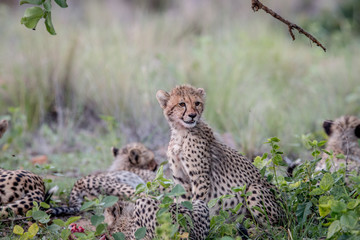 Mother Cheetah and cubs feeding on an Impala.