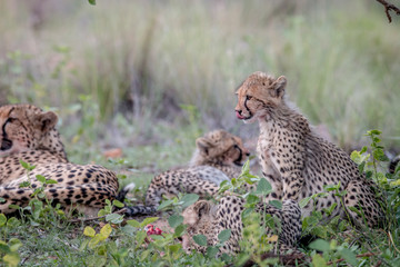 Mother Cheetah and cubs feeding on an Impala.