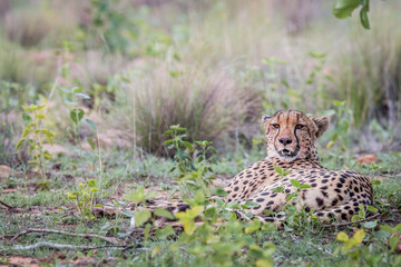 Mother Cheetah laying in the grass.