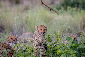 Young Cheetah cub walking towards the camera.