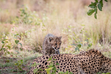 Young Cheetah cub standing in the grass.