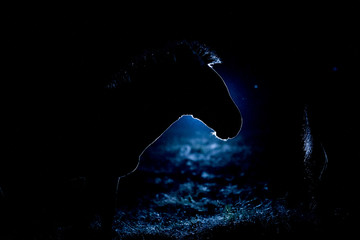 Zebra in the night