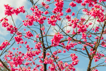 Spring Japanese Bellflower Cherry tree pink blossom against azure sky with clouds as background