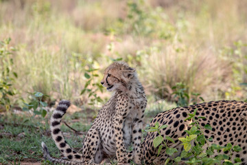 Baby Cheetah cub sitting in the grass.