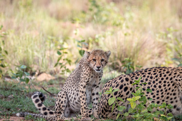 Baby Cheetah cub sitting in the grass.