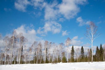 A tree in the middle of a forest glade. Blue sky with clouds.