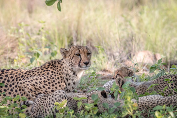 Mother Cheetah and cubs feeding on an Impala.