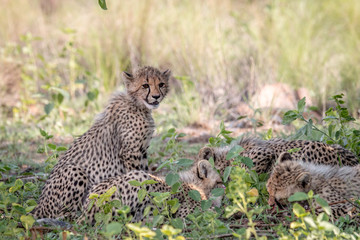 Baby Cheetah cub sitting in the grass.