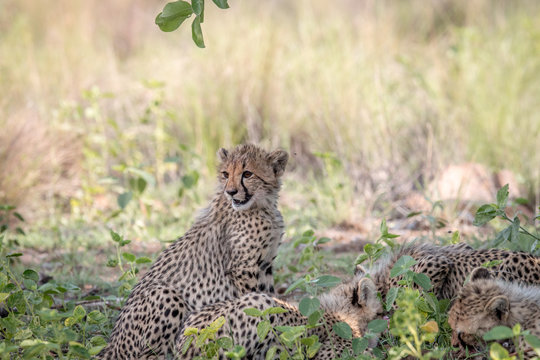 Baby Cheetah cub sitting in the grass.