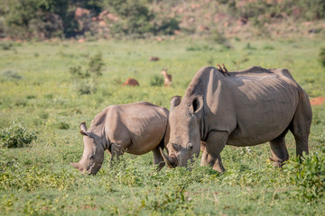 Fototapeta premium Mother and White rhino calf grazing.
