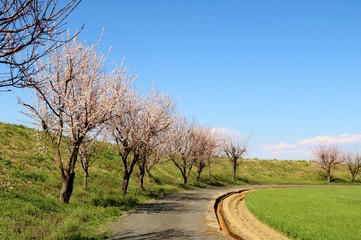 風景　空　梅の花　道　田舎　とちぎ