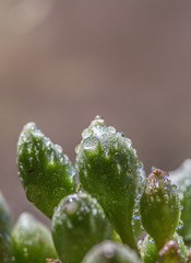 Succulent, Adromischus cooperi，succulent plants