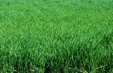 麦　青葉　緑　畑　田舎　栃木