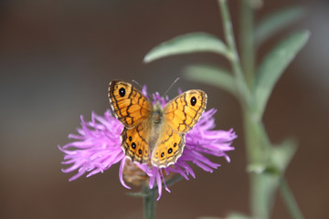 Schmetterling