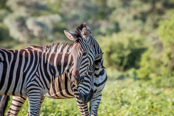 Fototapeta na wymiar Two Zebras bonding in Welgevonden.