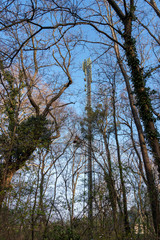 Versteckter Sendemast in der Au in Oberwaltersdorf