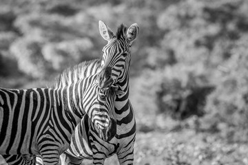 Fototapeta premium Two Zebras bonding in Welgevonden.