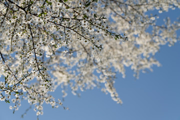 Weissdorn von unten mit strahlend blauem Himmel in der Au Oberwaltersdorf