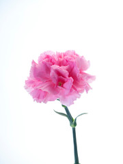 Single Pink carnations flower on white