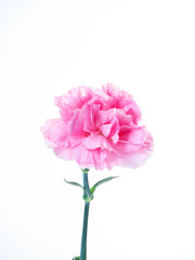 Fototapeta premium Single Pink carnations flower on white