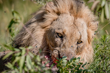 Big male Lion laying in the road.