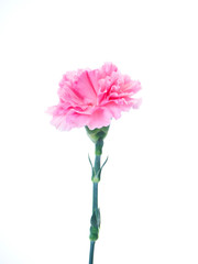 Single Pink carnations flower on white