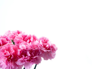 Pink carnations flower for Mother's day