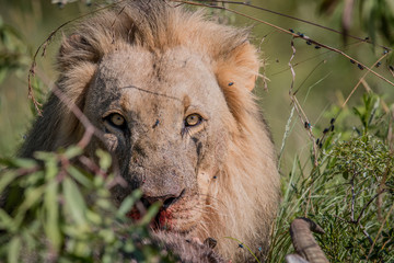 Big male Lion laying in the road.