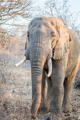 Elephant standing in the bush.