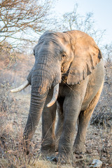 Fototapeta na wymiar Elephant standing in the bush.