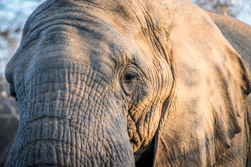 Close up of an Elephant head in the Kruger.