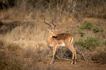 Impala ram standing in the grass.